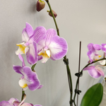 Орхидея фаленопсис