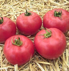 Юна F1 семена томата индетерминантного (Гавриш)