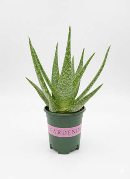 Алоэ Vera Brocade д.12