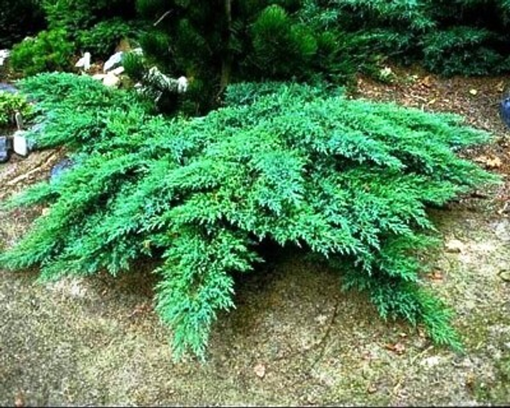Можжевельник казацкий Rockery Gem (Рокери Джем) 10 см