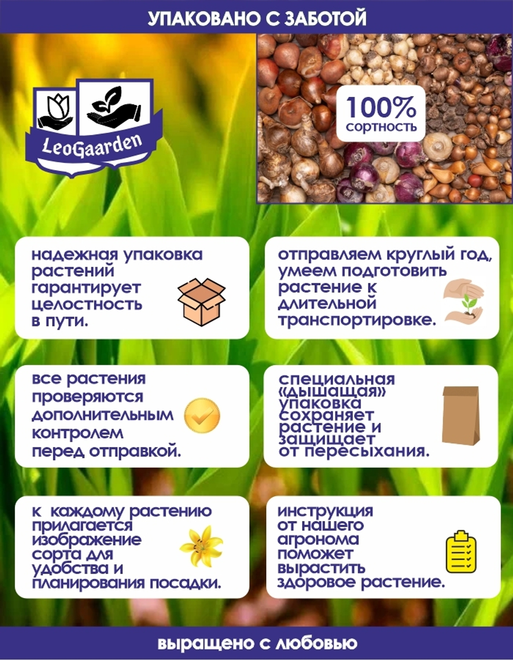 Тюльпан Луковица, Пинк Джимми, 8 шт, разбор 12+