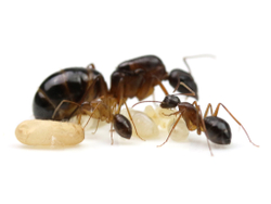 Муравьи Camponotus pilicornis