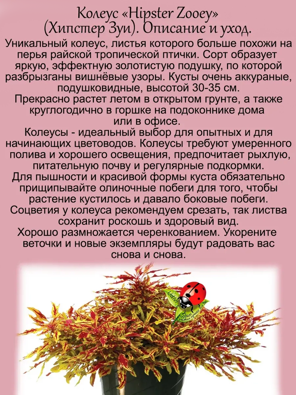Колеус Хипстер Зуи