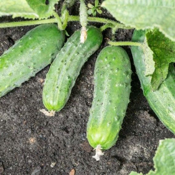 СПИНО F1 семена огурца партенокарпического (Syngenta) купить