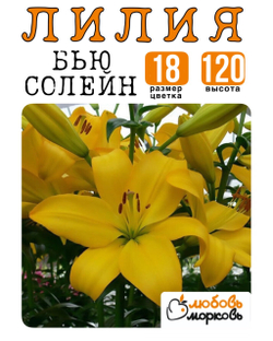 Лилия Луковица, Бью Солейн, ЛА-гибрид, 1 шт