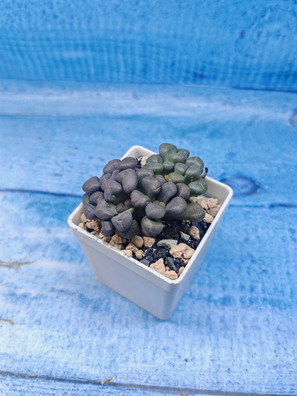 Aloinopsis schooneesii (Алоинопсис)