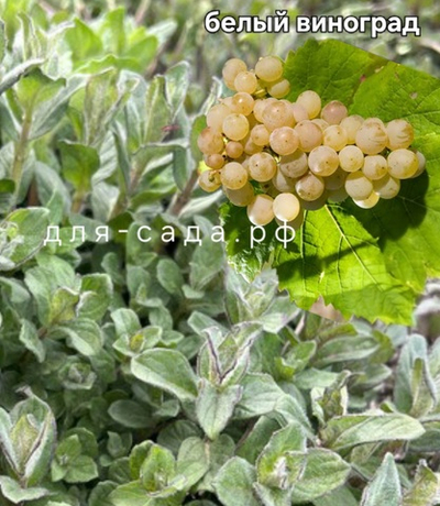МЯТА БЕЛЫЙ ВИНОГРАД