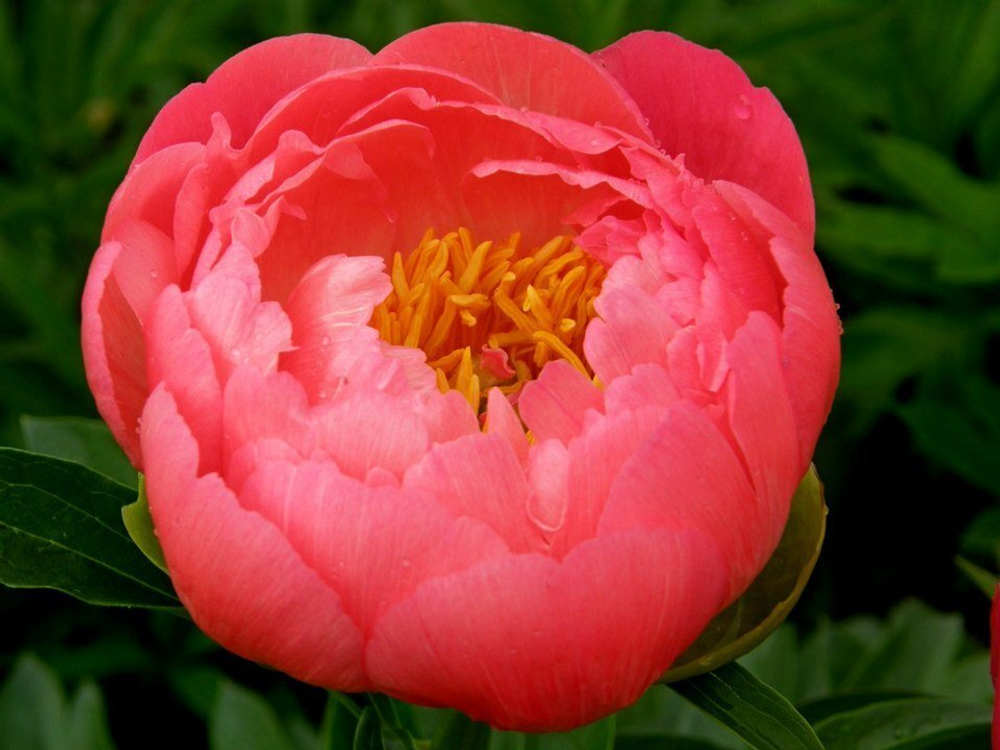 Пион Корал Шарм Пион ОКС 3-5 почек