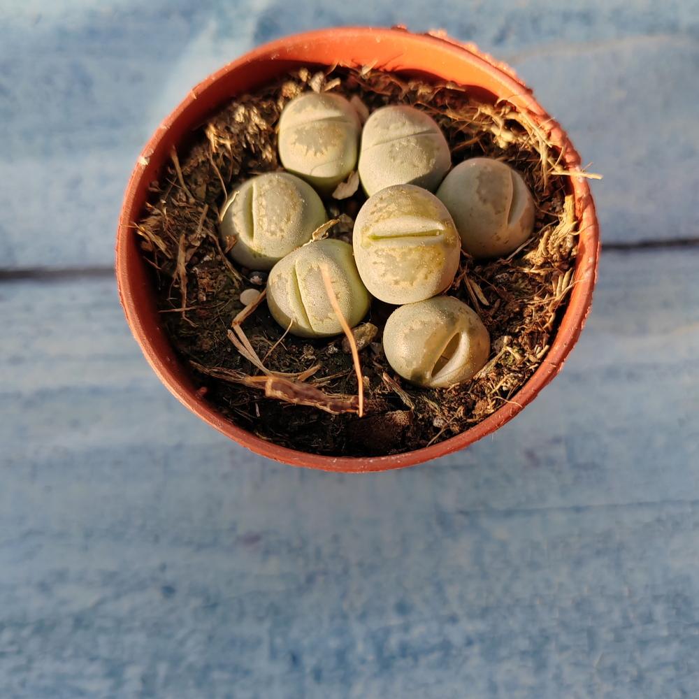 Lithops sp. (Литопсы)
