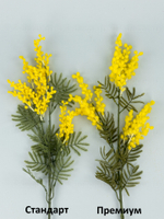 Ветка мимозы Юг