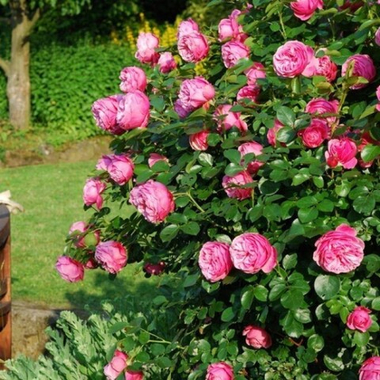 Роза Леонардо да Винчи флорибунда