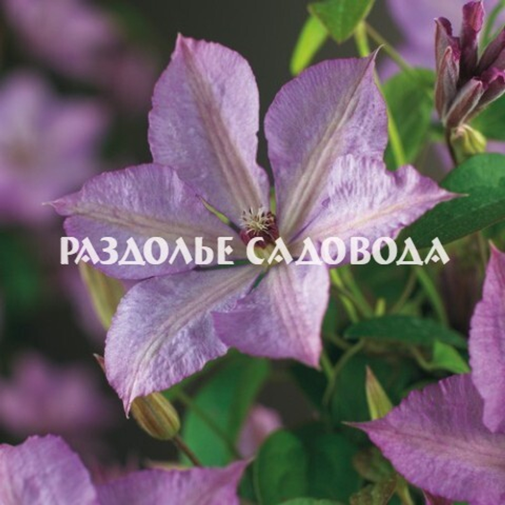 Клематис крупноцветковый Маргарет Хант 