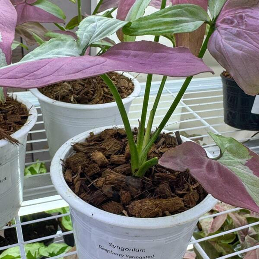 Сингониум RASPBERRY VAR