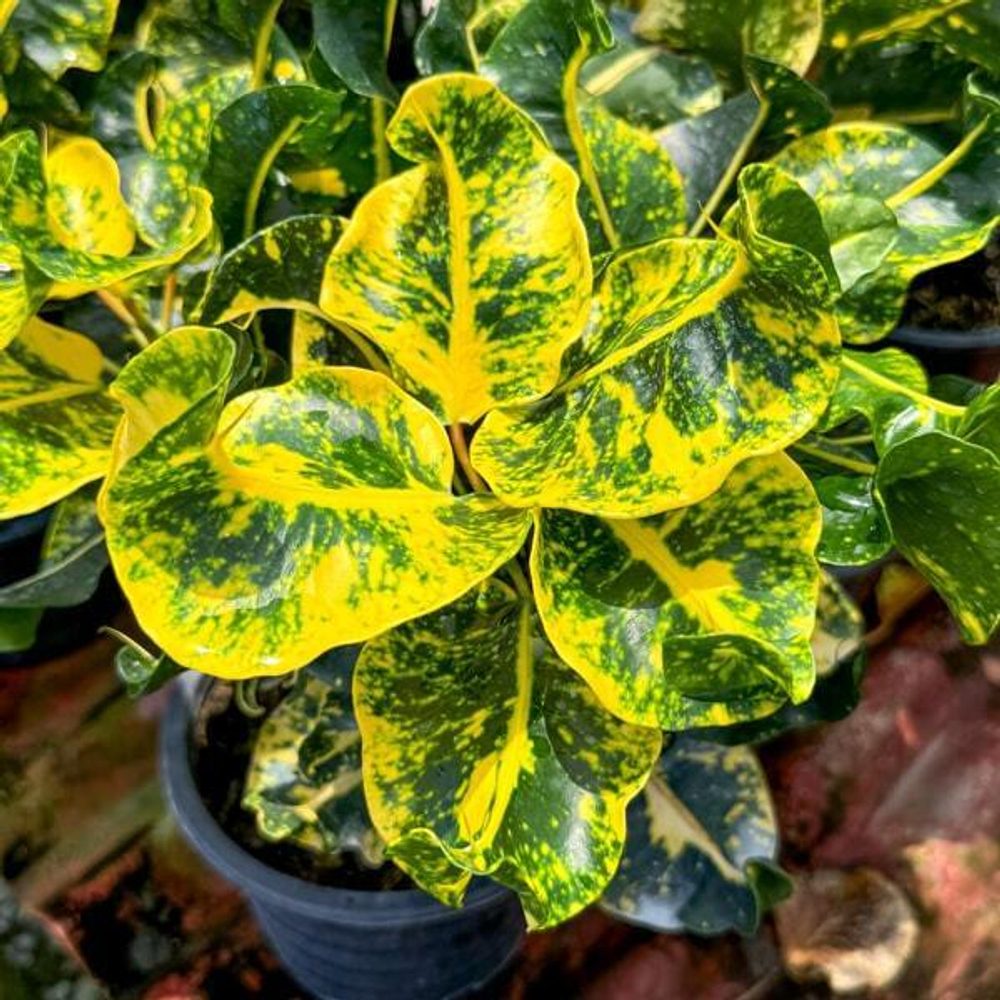 Кротон KWAK THONG KAM