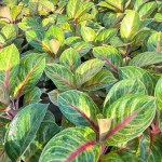 Аглаонема MEKASARI GREEN