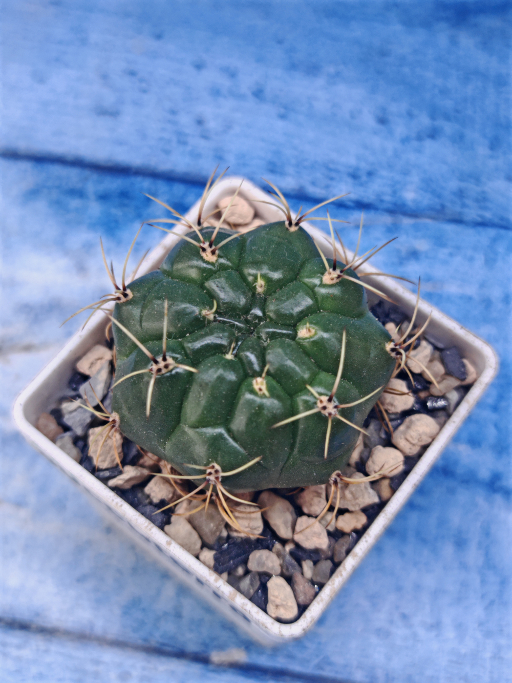 Matucana Aureiflora (Матукана)