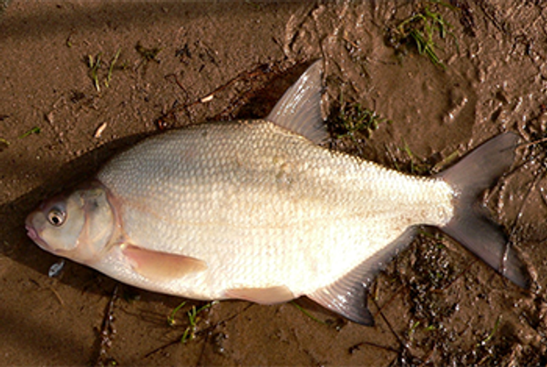 ТОП - 5 самых лучших наживок для леща, которые всегда работают! ТОП - 5 самых лучших наживок для леща, которые всегда работают!