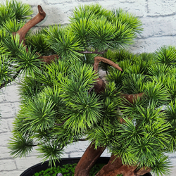 Бонсай Сосна японская 60см на натуральном стволе