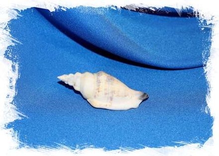 Раковина Стромбус канариум урсеус (Canarium urceus) 1шт., 6,9см.