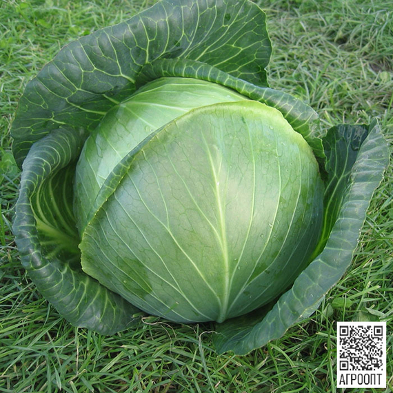 Амазон F1 семена капусты белокочанной (Bejo / Бейо) – фото 2