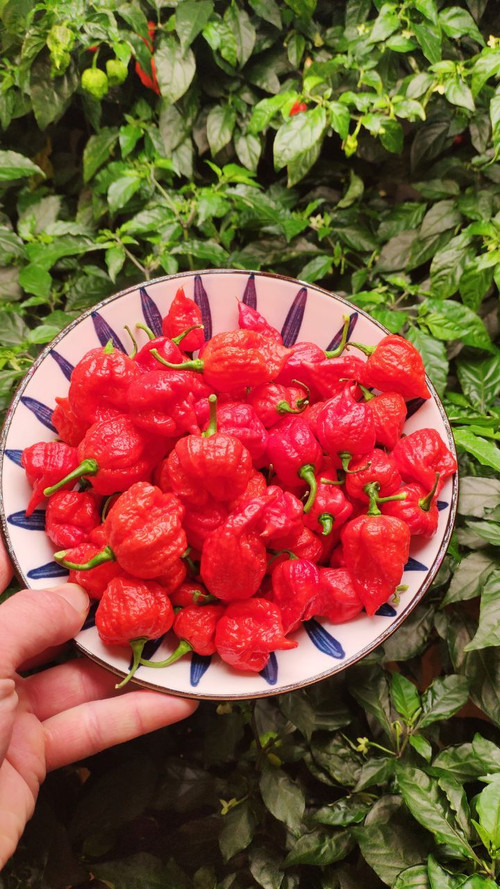 Каролина Рипер (Carolina Reaper) в ассортименте