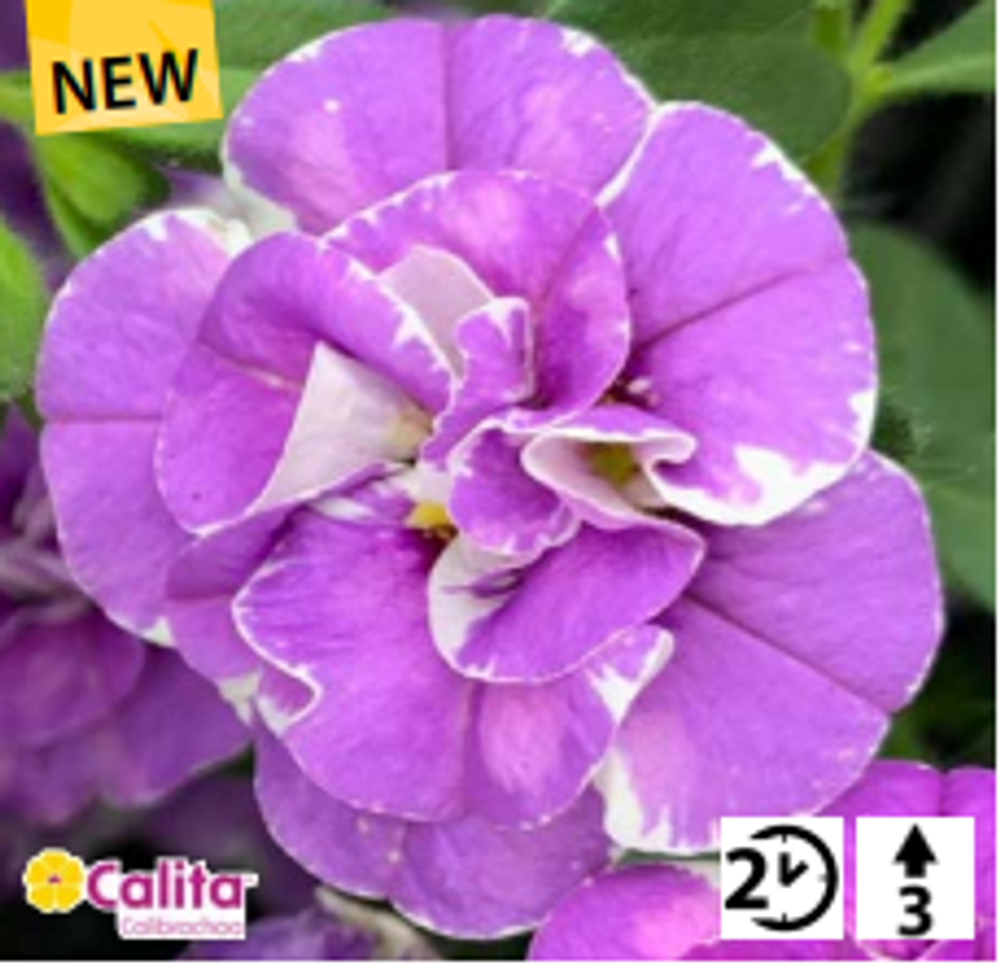 Calibrahoa Calita double blue splash ОКС укорененный черенок. Под заказ, производство 4-5 недель