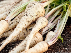 ПосейДон семена пастернака (Гавриш)