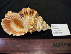 Тутуфа Рубета "90мм-110мм"