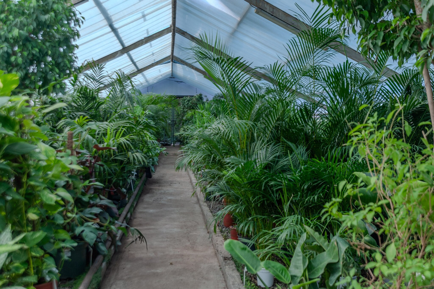 Редкие экзотические растения для дома и офиса в садовом центре "Nicole"