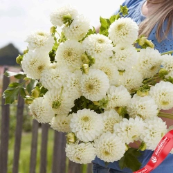 Георгин Ryecroft Jan (корень) Закупка М55 апрель 2026