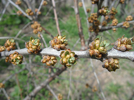 Облепиха мужская "Алей" ЗКС