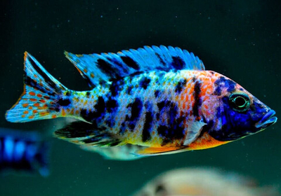 Аулонокара Мультиколор