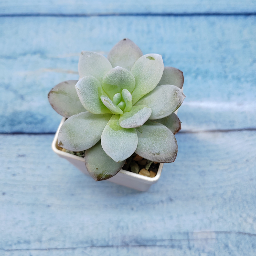 Echeveria Laiu hybride (Эхеверия)