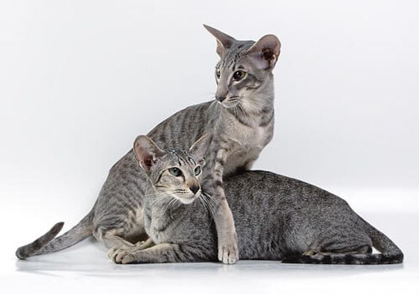 Ориентальная (восточная короткошерстная) кошка Ориентальная (восточная короткошерстная) кошка