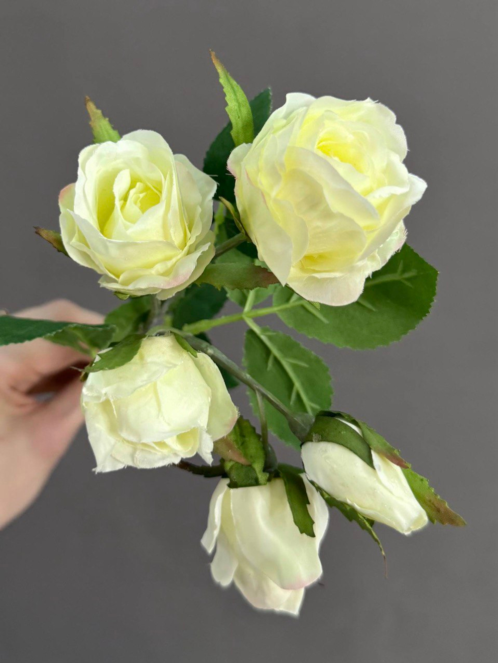 Роза кустовая белая (h38 см)