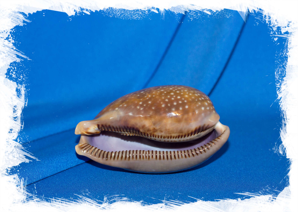 Ракушка Ципрея олень, Cypraea cervus