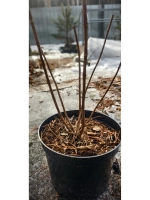 Шуга Раш гортензия метельчатая