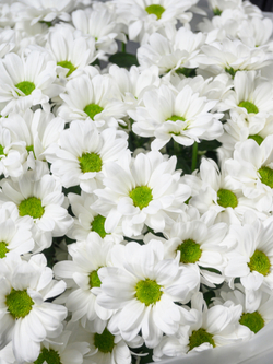 Моно букет из 11 хризантем ромашка