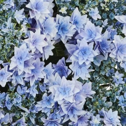 «Флория Блю» («Floria Blue») Гортензия крупнолистная