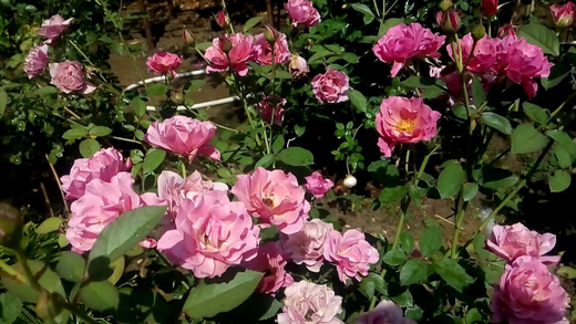 Роза Аои штамб 140 см Закупка М21 весна 2026