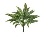 Аглаонема Сильвер Квин куст в-40 см (30 листов) (Sensitive Botanic) 12/96 20.1119N