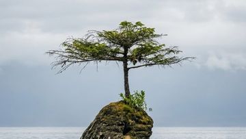 Перестать искать одобрение