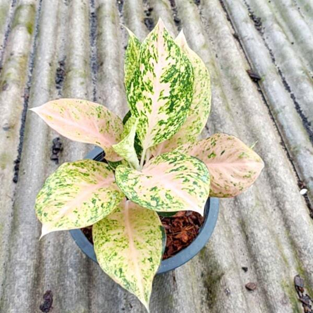 Аглаонема LAK SAB WHITE