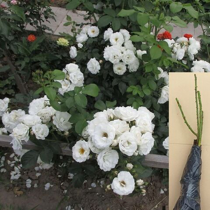 Роза Неж Де Эте мускусная саженец с ОКС.