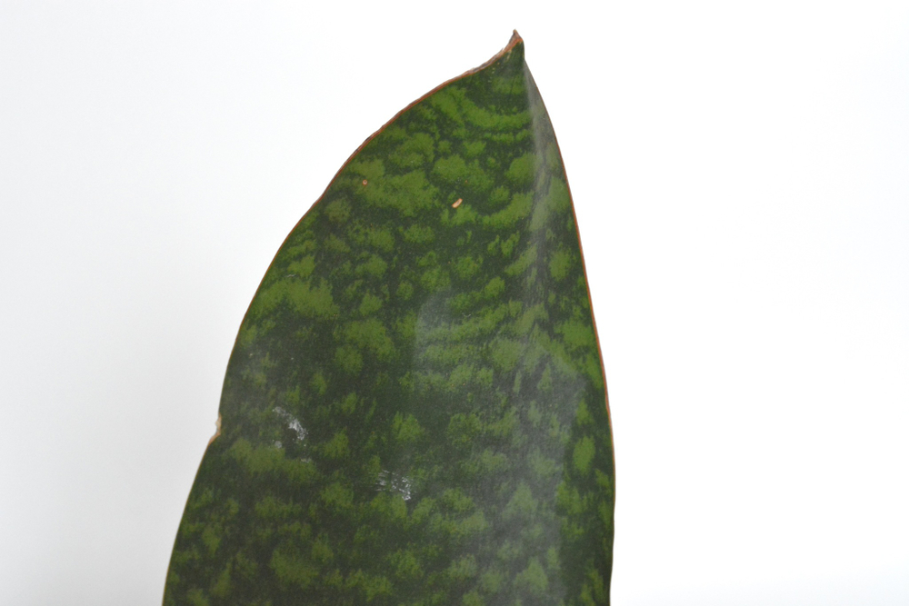 Сансевиерия Биг Лиф / Sansevieria Big Leaf