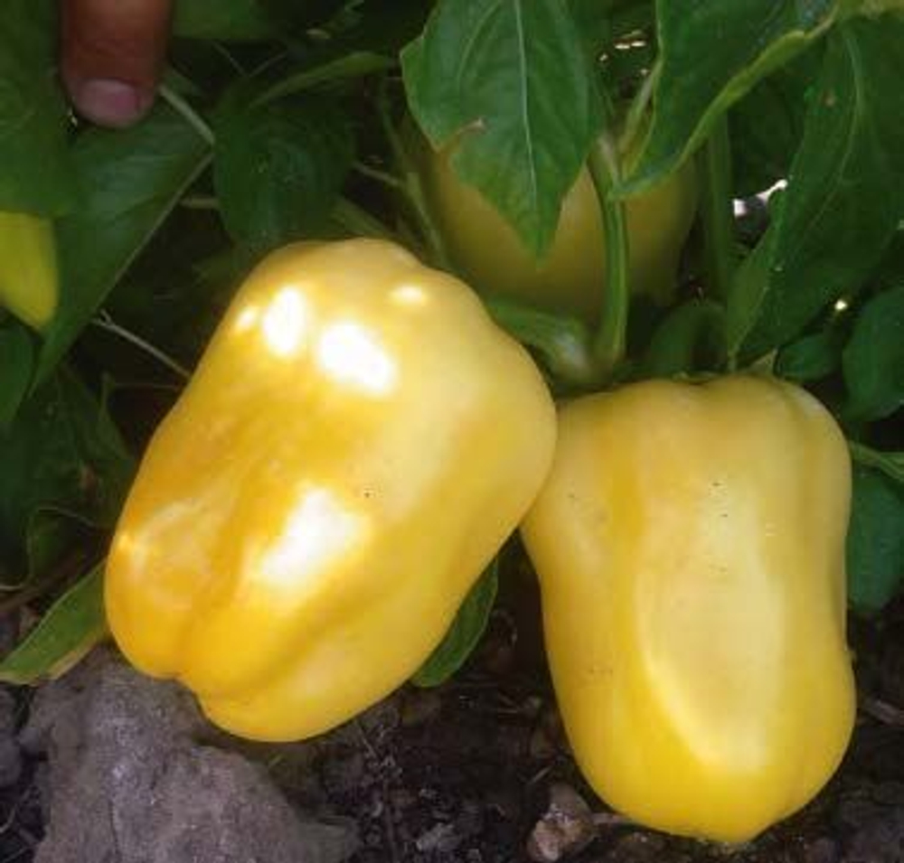 Поло F1 семена перца сладкого (Sakata / Саката)