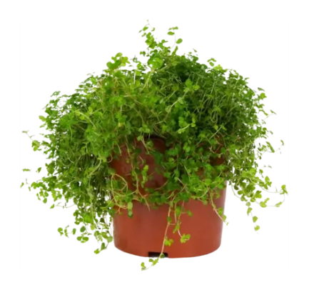 Солейролия