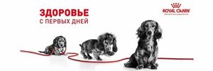 Уценка! Срок до 06.2024/ Корм для щенков мелких пород, Royal canin Mini Puppy