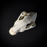 Череп собаки