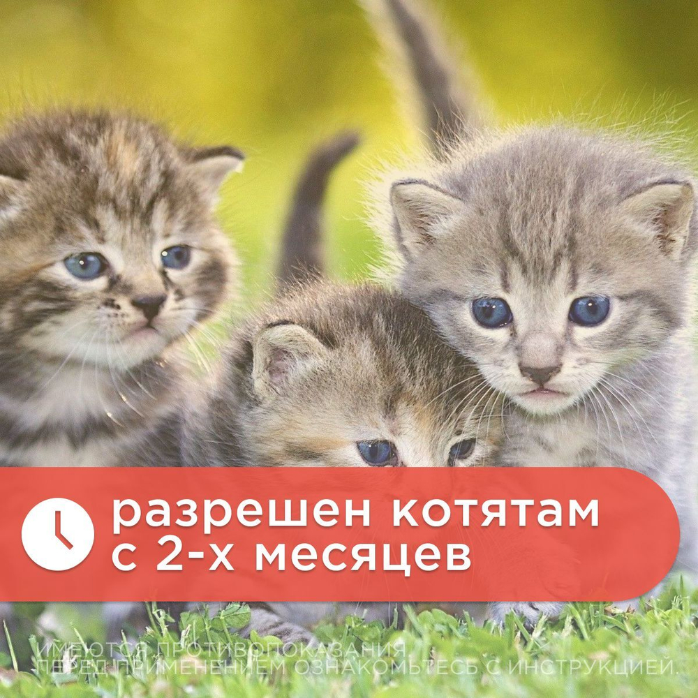 Ошейник от блох, клещей, вшей и власоедов Дана Ультра для кошек бирюзовый, 35см